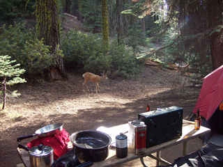 Deer and Camp